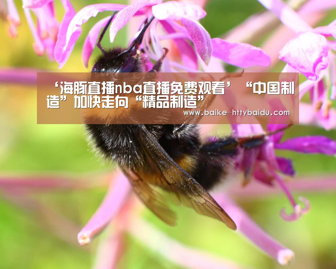 海豚直播体育