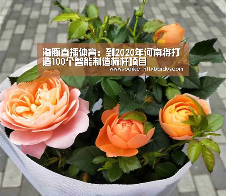 海豚直播体育